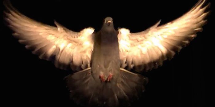 Bird Obstacle Avoidance Technique Could Help Drone Navigation