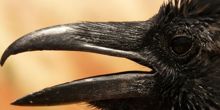 Crows Have Conscious Thought, Just Like Primates