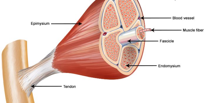 'Longevity protein' Improves Healing in Aging Muscles