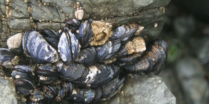 New Biodegradable Adhesive Using Shellfish and Corn