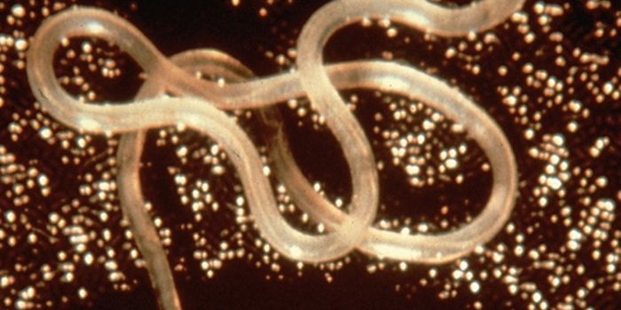 New Drug 'Moxidectin' for River Blindness