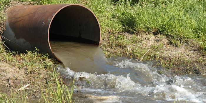 These Special Sewage Bacteria Can Turn Dirty Water Into Energy