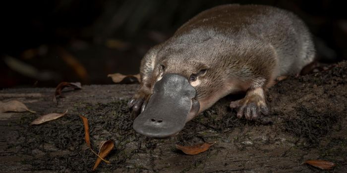 The Weird Animal with Ten Sex Chromosomes