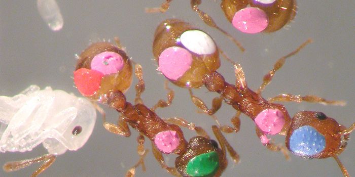 Ant Brains: A Treasure trove of Knowledge