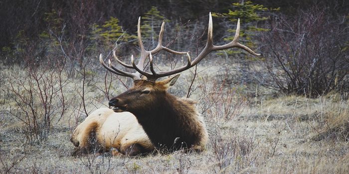 Is Chronic Wasting Disease in Deer and Elk a Threat to Humans?