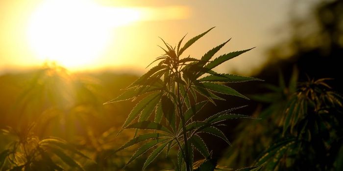 Cannabis Provides Short Term Relief for Depression