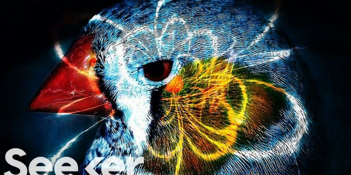 The Compass in Their Eyes-How Migratory Birds Navigate