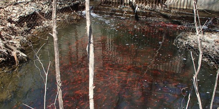 Avoid Releasing Domestic Goldfish Into Nature's Waterways