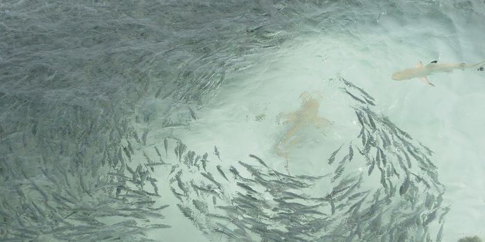 Researchers describe a new rule for why fish swim in schools