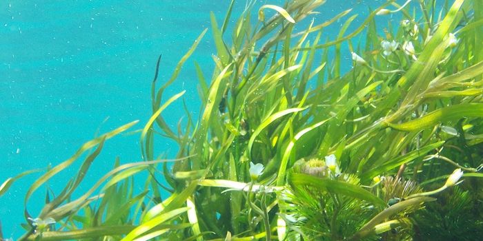 Microplastics and Aquatic Plants, Problem or Solution?