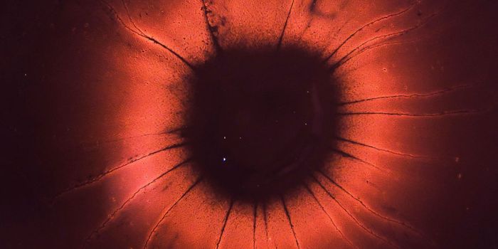 Synapse-Saving Proteins Could Stave Off Alzheimer's