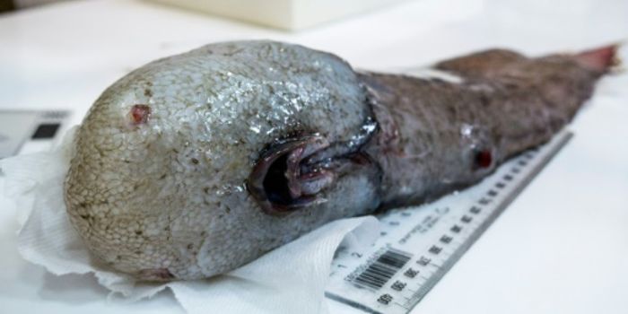 Faceless Fish & More Odd Sea Creatures Found in Australian Deep-Sea Search