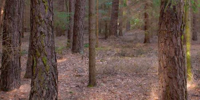 As Earth Warms, Soil 'Breathes' Harder