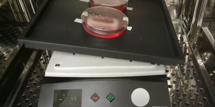 New Heart Attack Treatment: Human Cardiac Muscle Patches