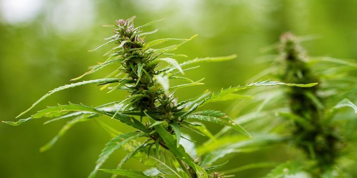 Prenatal Cannabis Linked to Grey and White Matter Brain Changes