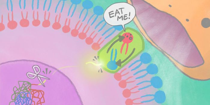 The Mark of a Dead Cell In Need of Cleanup: An 'Eat Me' Sign