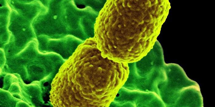 Laying the Groundwork to Use Viruses Against Bacterial Pathogens