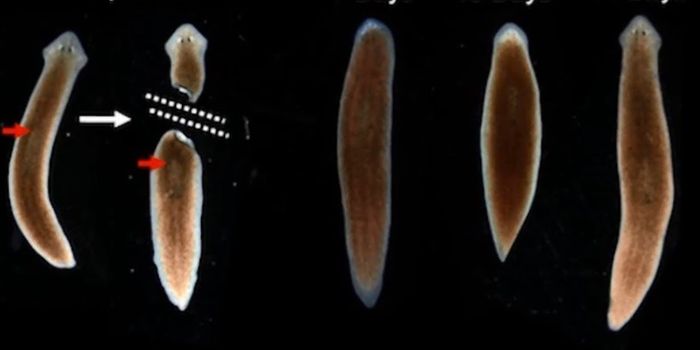 Some Regenerative Worms Evolved the Ability Relatively Recently