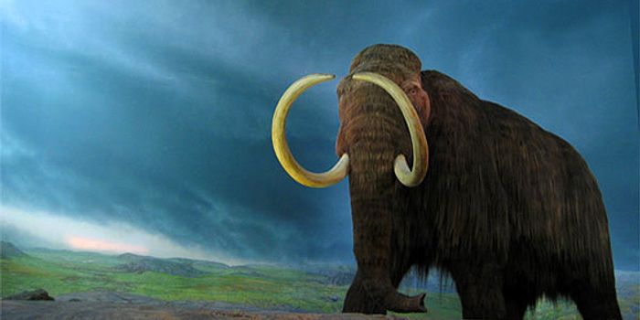 Should We Resurrect Extinct Species? Experts Not So Sure...