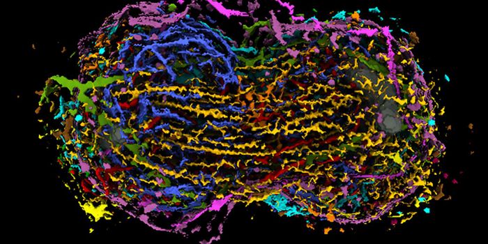 A Tool for Exploring Cell Division in 3D