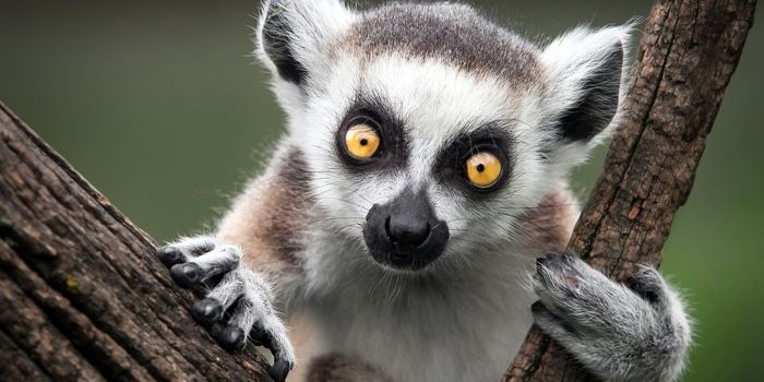 Lemurs Capable of Seeing Colors Help Their Entire Group Survive