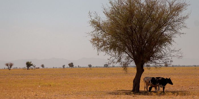 New Study Examines Climate Change-Tolerating Animals
