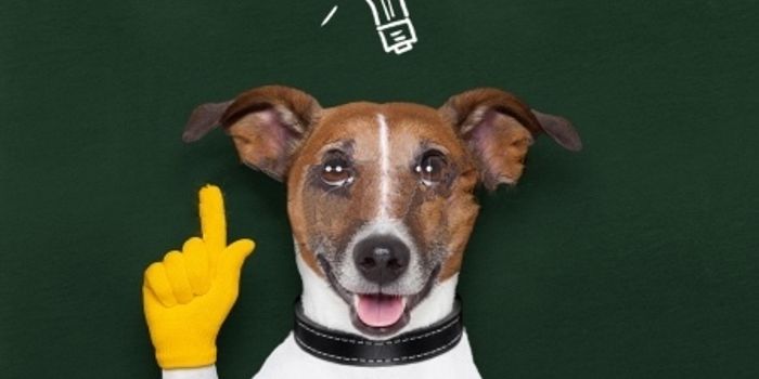 Study Illustrates How Dogs Can Remember Your Actions