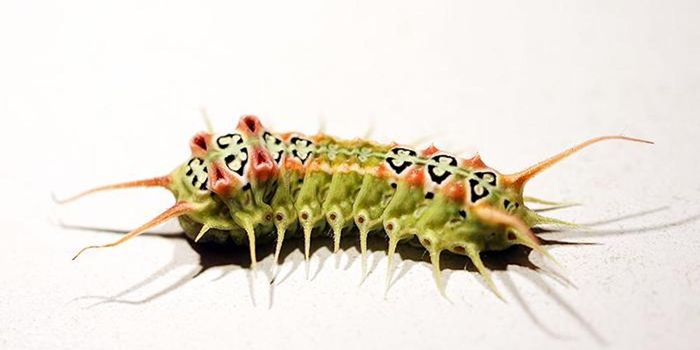 The Curiosity About Caterpillar Venom