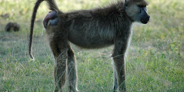 For Baboons, It May Not Be All About the Bass