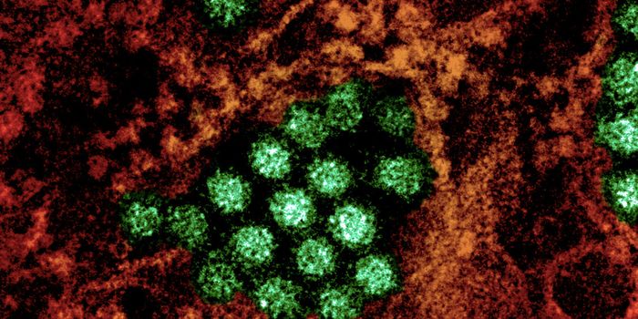 Chikungunya & Dengue - Soon to be Endemic in the Americas?