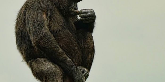 Heat Stress Impacts the Lifestyle of Chimpanzees Living in the Savana