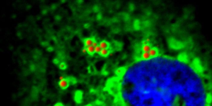 RNA Modifications Influence Viruses' Ability to Infect Cells