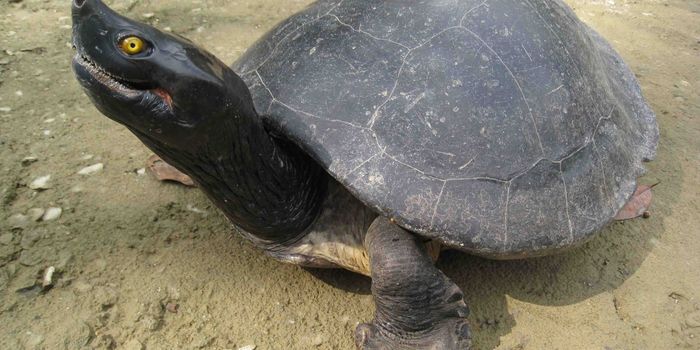 20 Critically Endangered Royal Turtles Have Been Released Into the Wild