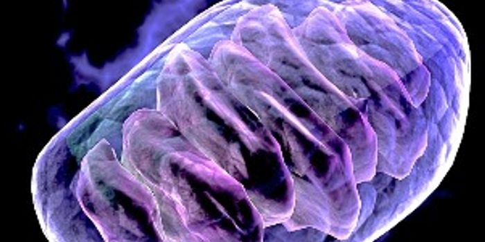 Muscle Weakness Linked to Damaged Mitochondria 