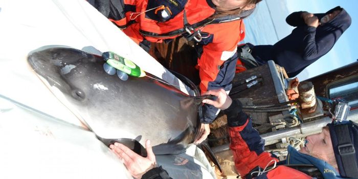 Ship Noise Impacts the Natural Porpoise Lifestyle, Study Finds