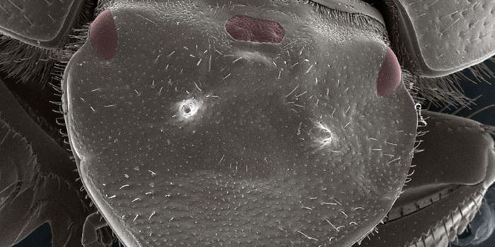 Simple Genetic Changes Create Three Eyed Beetle