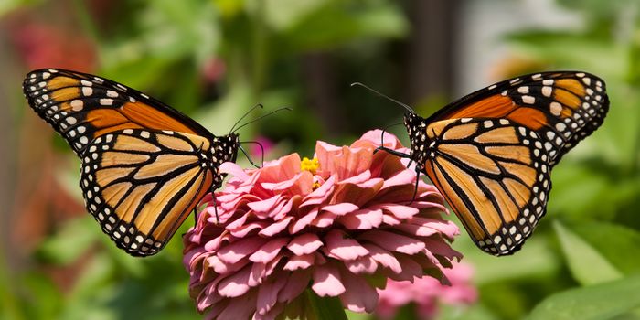 UK Scientists Are Shocked by "Record Lows" in Butterfly Count