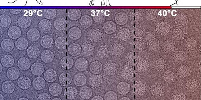 Dengue Virus Changes According to the Temperature