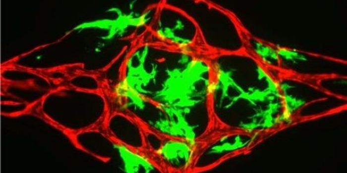 High-Throughput Drug Testing on Mini Organs