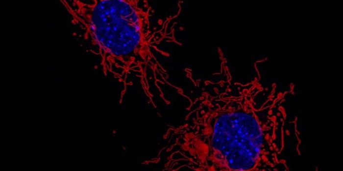 Disruptions in Mitochondrial Quality Control Can Cause Heart Disease