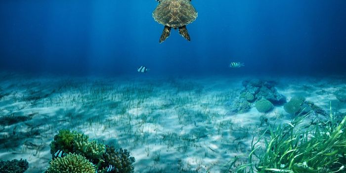 Ancient Ecosystem Functions Preserved in Marine Invertebrate Fossils
