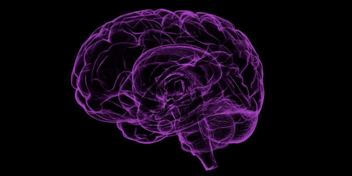 A Change in One Gene Might've Made Our Brains Uniquely Human