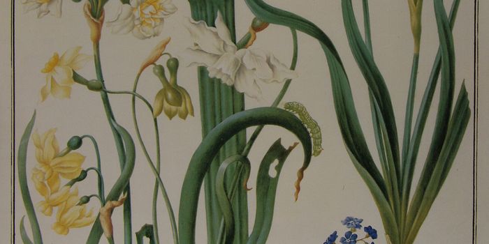 Merian, Dorrien, and Colden: Three 18th Century Women Scientists Who Helped Found the Field of Taxonomy