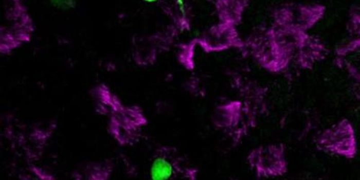Newly ID'ed Lung Cell Changes Our Understanding of Disease