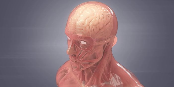 Meningitis: How Microorganisms Spread to Your Brain