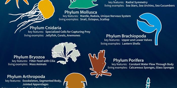 Evolution of Animal Functions  Came About Slower Than Originally Believed