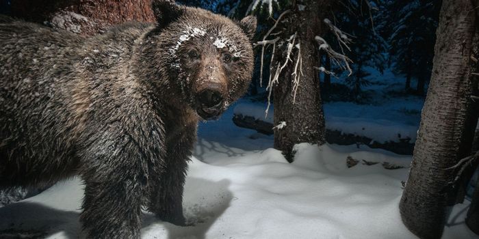 Looking for Hungry Grizzlies-on Purpose