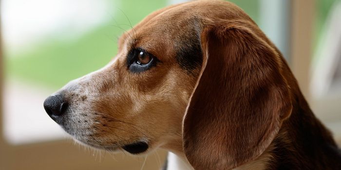 Can my dog detect cancer better than a PET scan?
