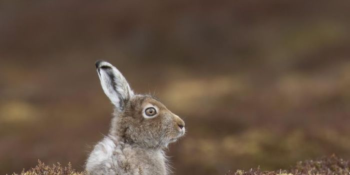 Researchers Warn of Extreme Mountain Hare Declines in the Scottish Highlands