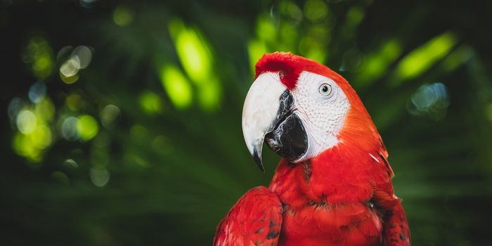 Climate Change is Affecting the Shape and Size of Amazon Birds